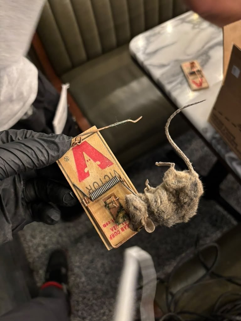 Mouse caught on a snap trap set by a Five Boroughs Pest Control technician