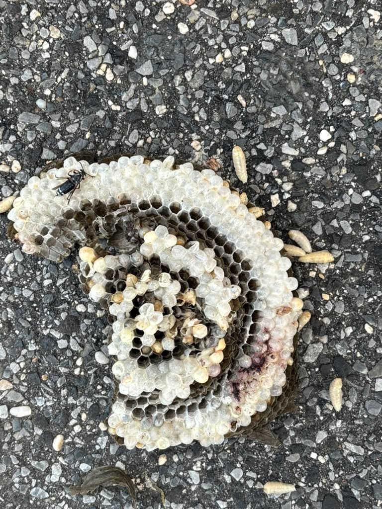 Wasp nest comb removed from a property, showing larvae cells up close