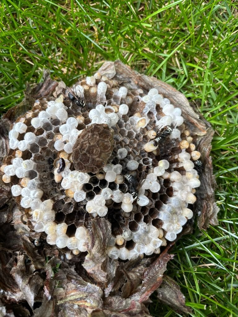 Active wasp nest removed and set on grass, worker wasps still on the comb