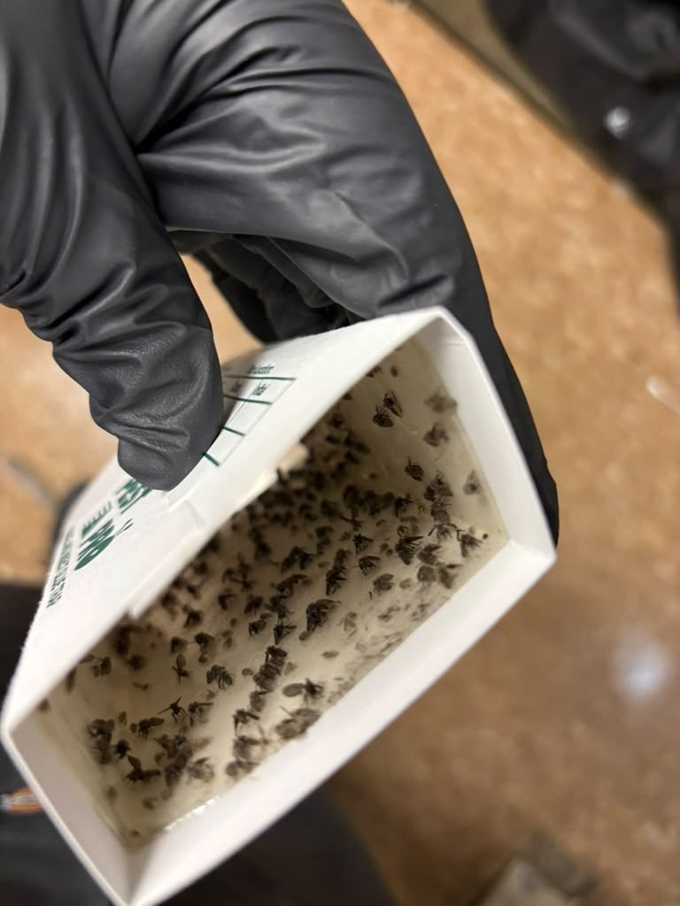 Fly and gnat glue trap loaded with catch from an active infestation