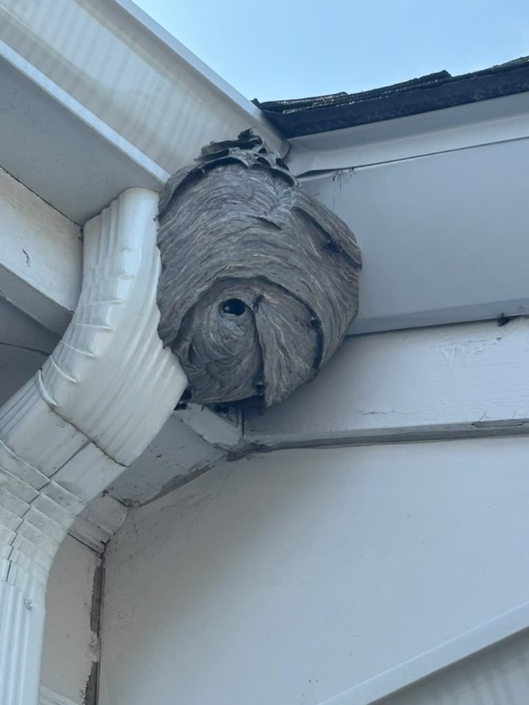 Large hornet nest built into the eave and gutter corner of a home