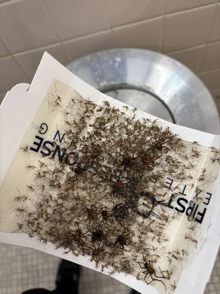 Spiders removed via glue trap during a Five Boroughs Pest Control service visit