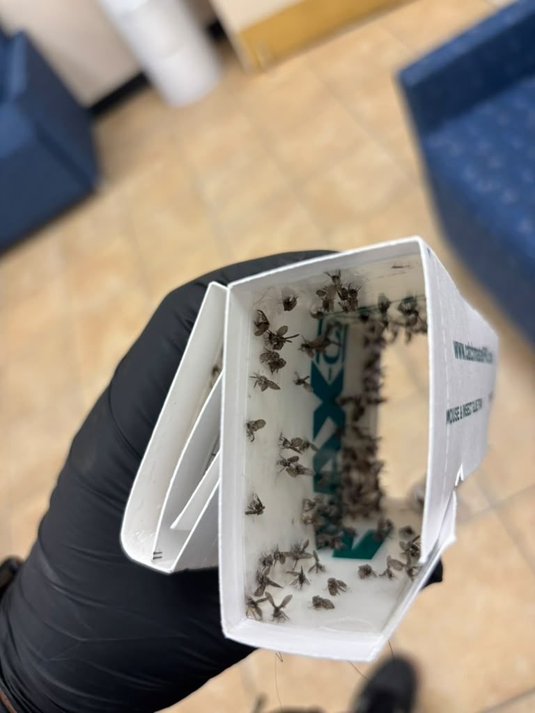 Fly and gnat glue trap loaded with catch, wall-mounted near an entry point
