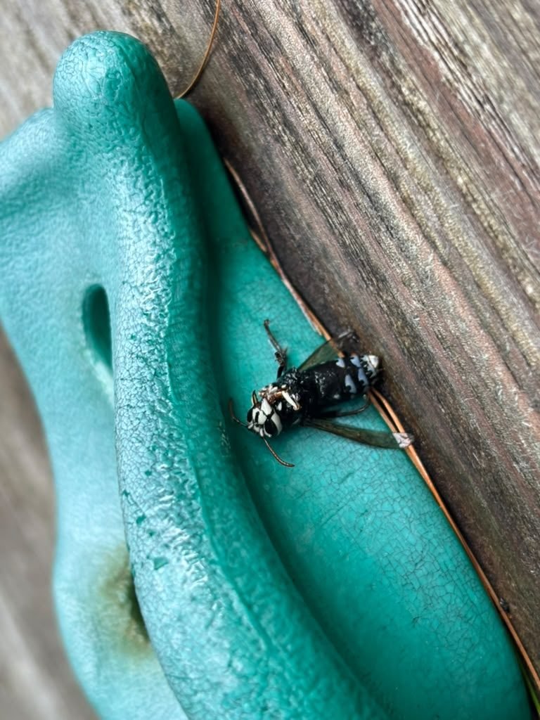 Close-up of a wasp collected during a Five Boroughs Pest Control treatment
