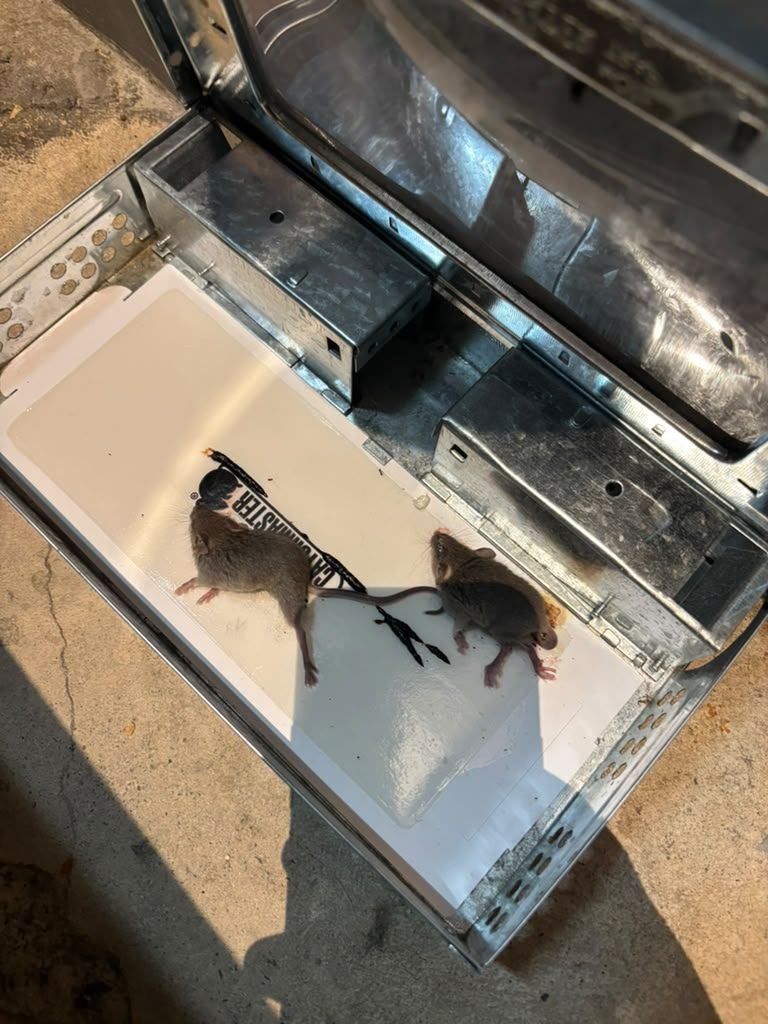Two mice caught on a single glue trap during an active rodent job
