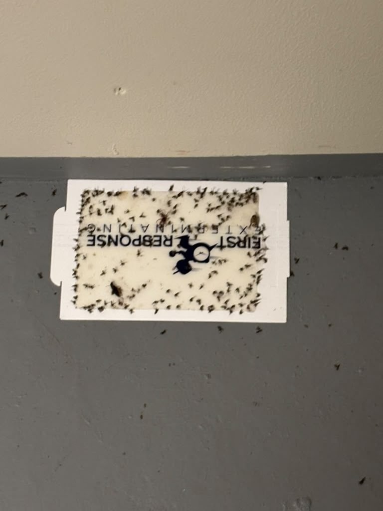 Fly glue trap mounted on a wall, loaded with catch from an active infestation