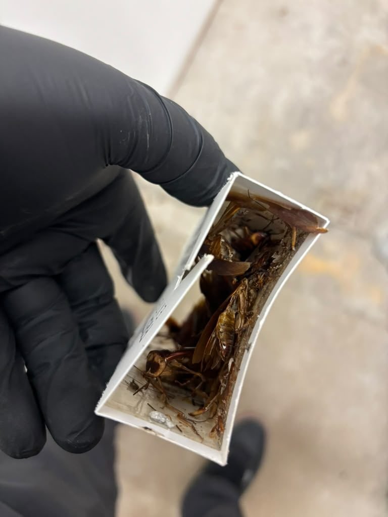 Multiple cockroaches caught on a single glue trap monitor