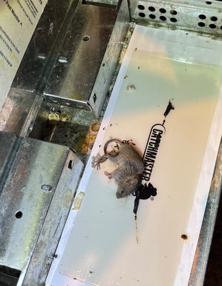 Mouse caught on a glue board inside a commercial bait station