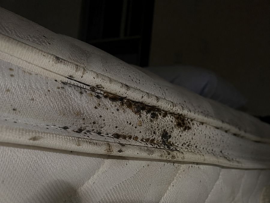Illustration of a bed bug infestation along a mattress seam