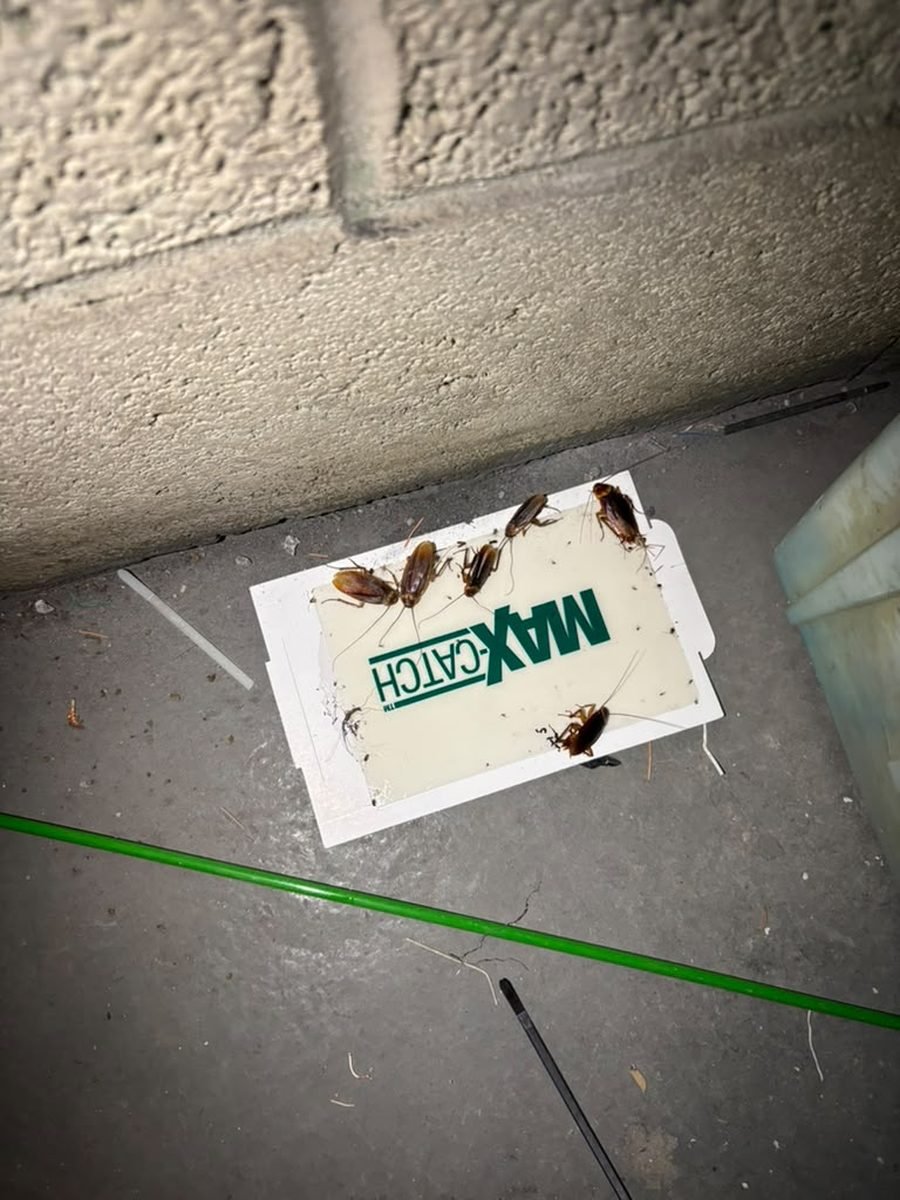 Live cockroaches caught on a glue trap during a real Five Boroughs Pest Control inspection